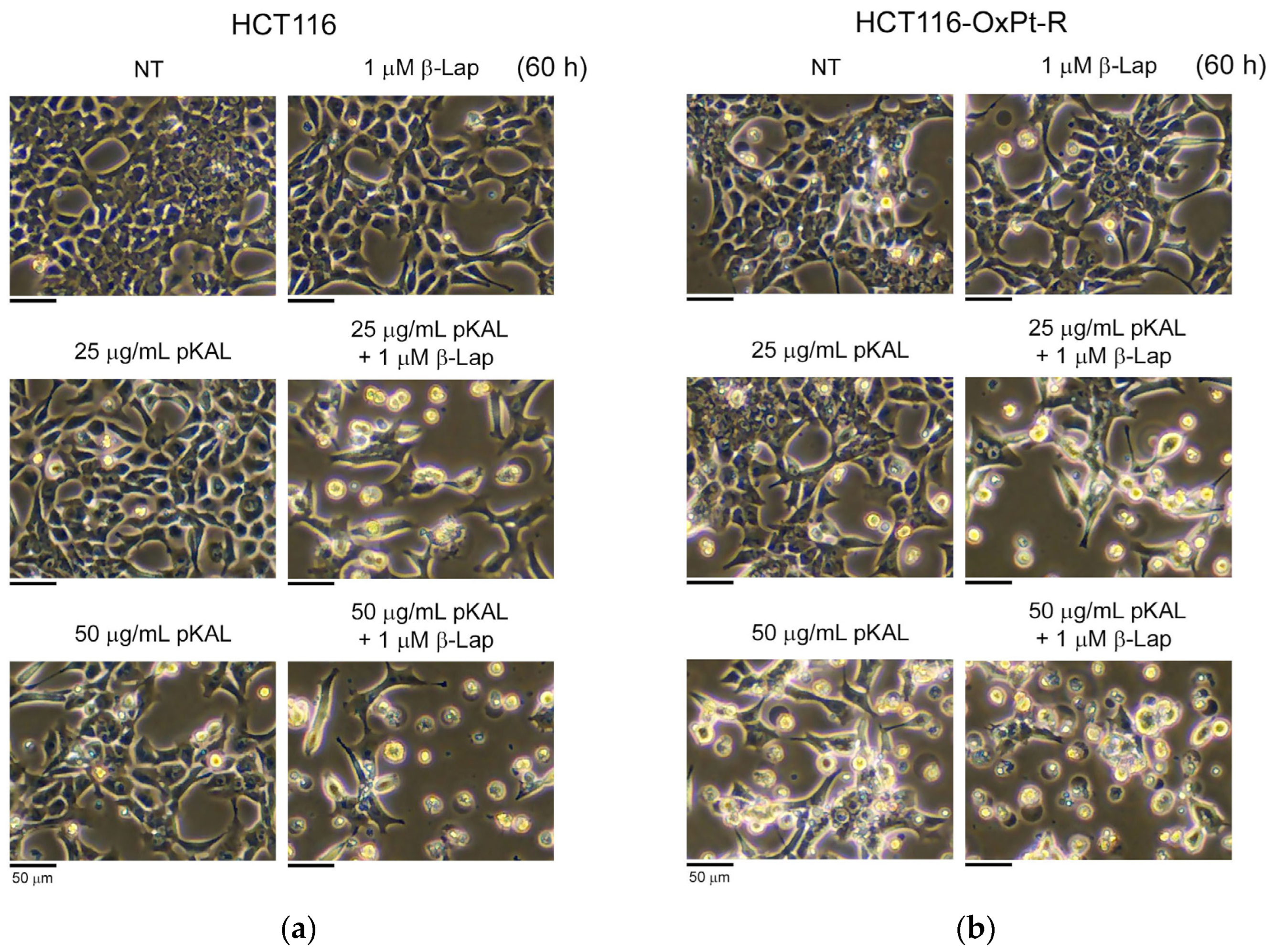 Ijms 24 17505 g005 Ijms 24 17505 g005
