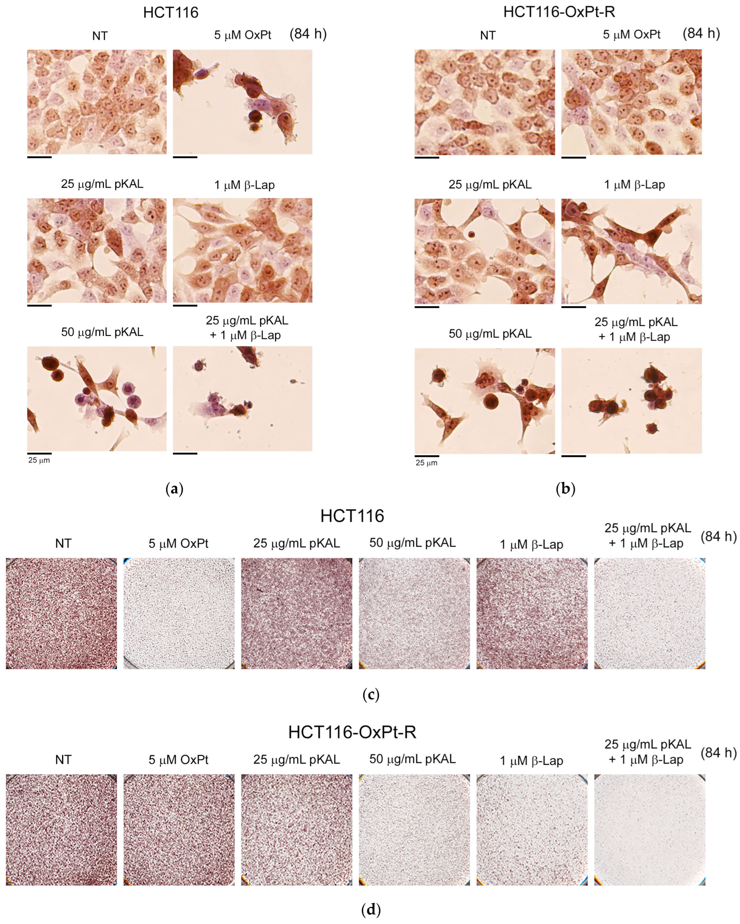 Ijms 24 17505 g006 Ijms 24 17505 g006