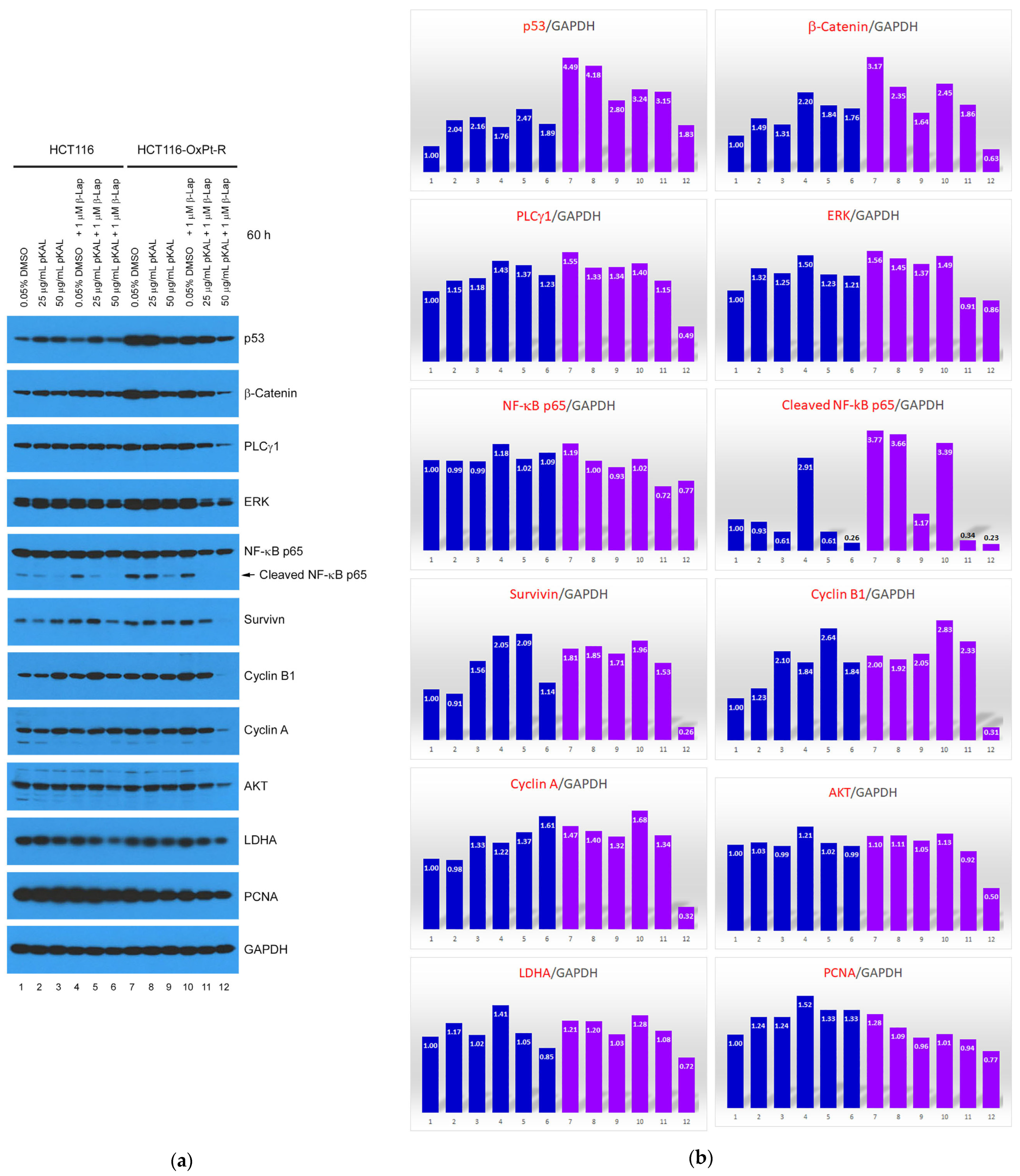Ijms 24 17505 g007a Ijms 24 17505 g007a