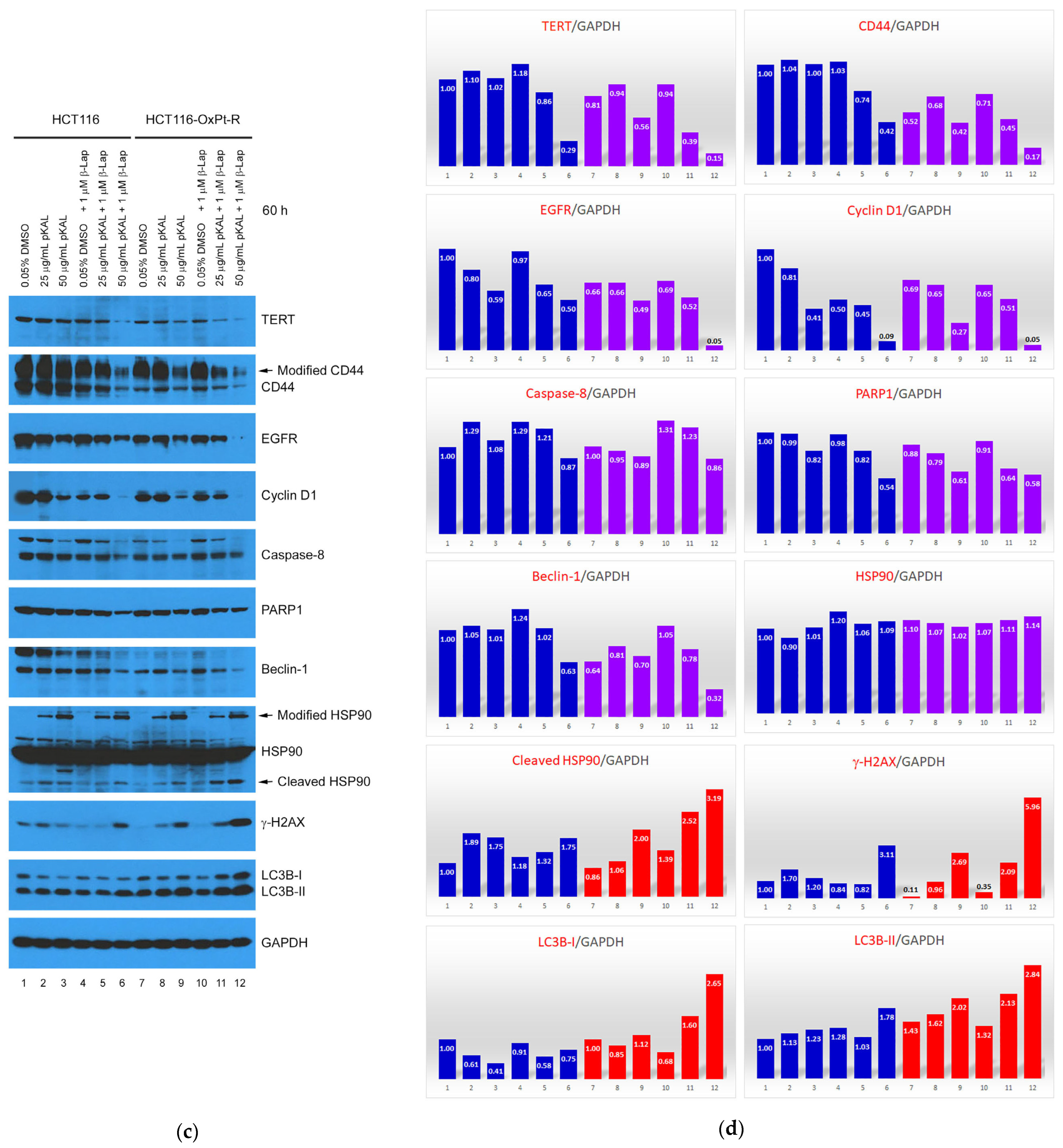 Ijms 24 17505 g007b Ijms 24 17505 g007b