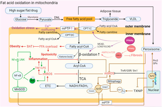 Mitochondrial Dysfunction in Metabolic Dysfunction Fatty Liver Disease (MAFLD) Mitochondrial Dysfunction in Metabolic Dysfunction Fatty Liver Disease (MAFLD)