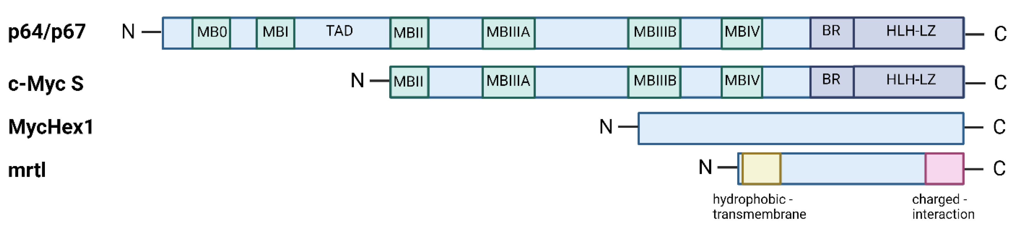 Ijms 24 17524 g001 Ijms 24 17524 g001