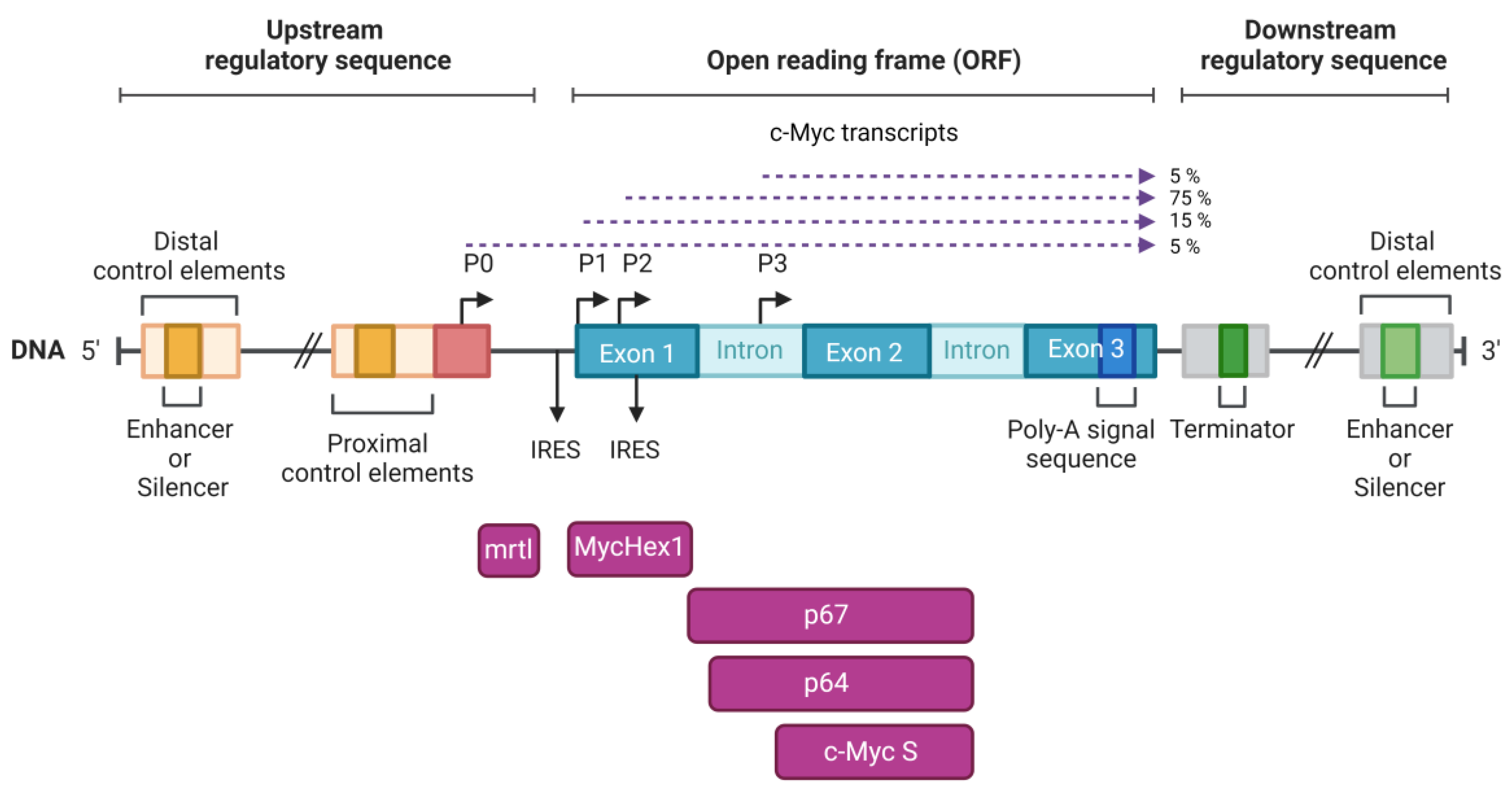 Ijms 24 17524 g002 Ijms 24 17524 g002