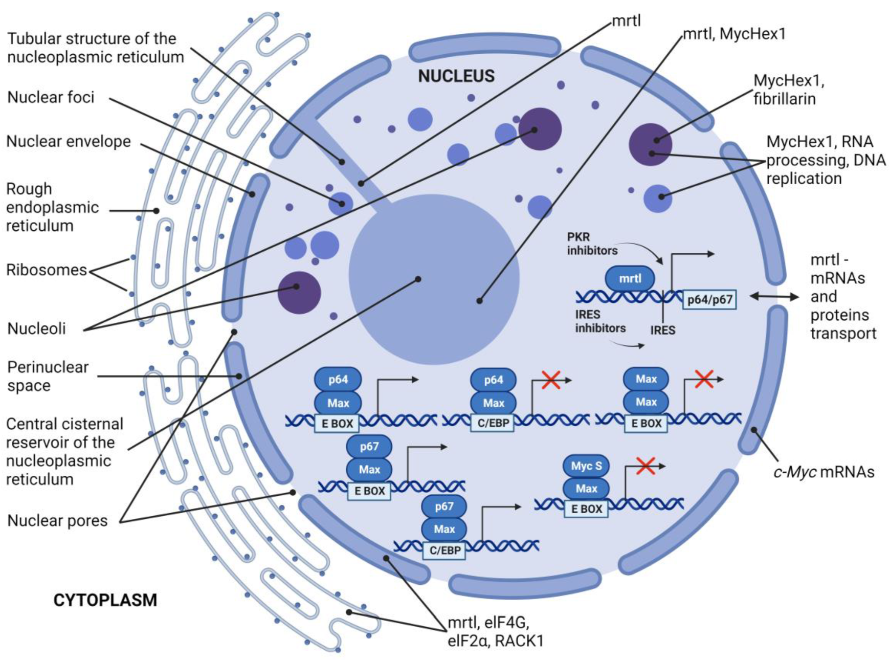 Ijms 24 17524 g003 Ijms 24 17524 g003