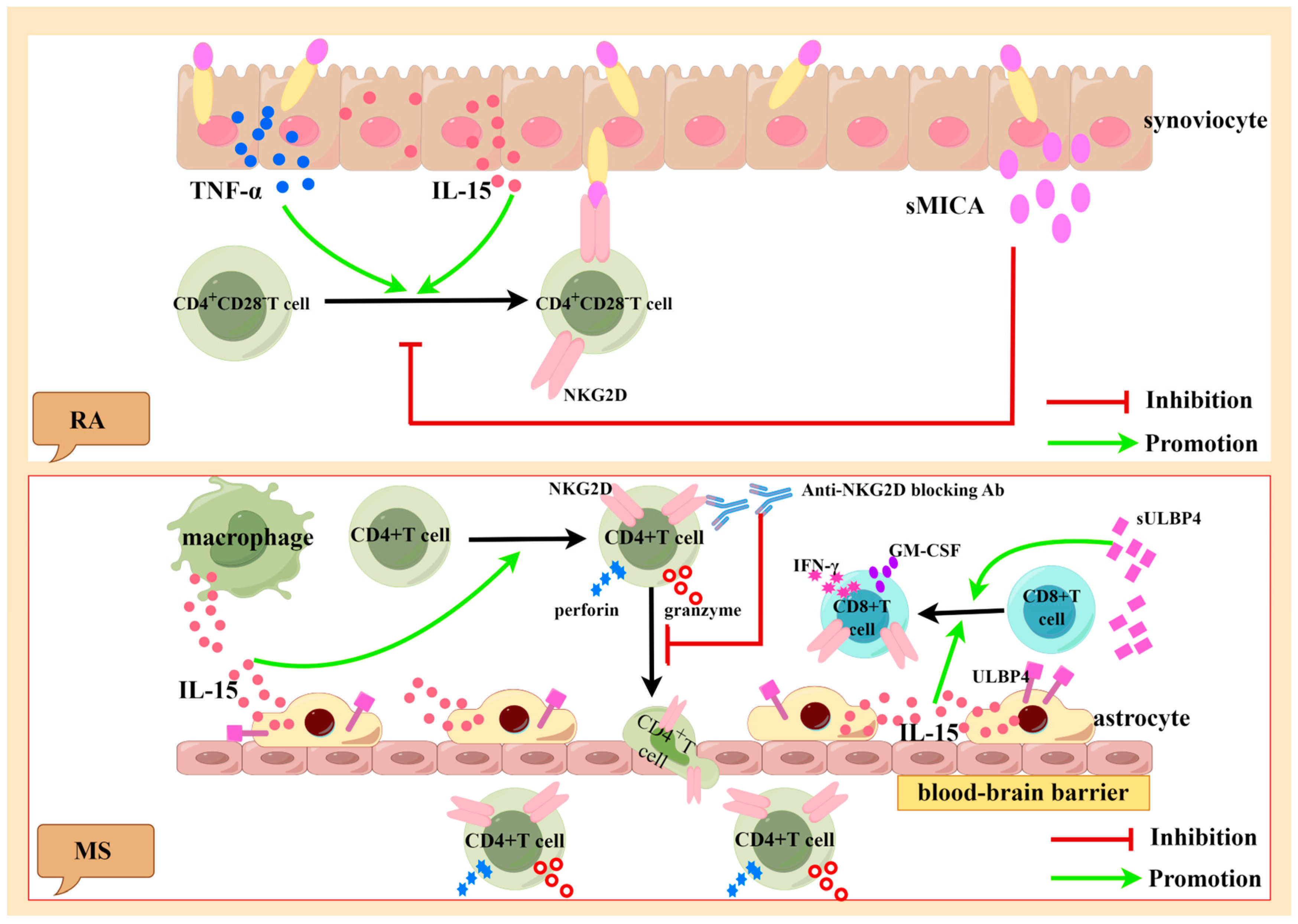 The Role of NKG2D and Its Ligands in Autoimmune Diseases