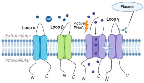 DR様 SARS-CoV-2 outbreak: role of viral proteins and genomic
