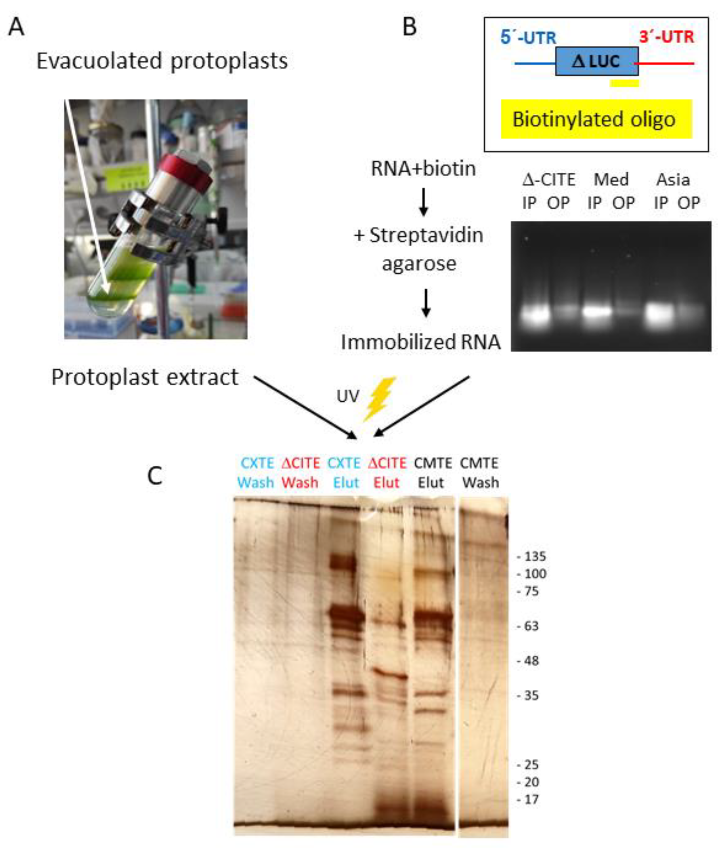 Ijms 24 17598 g005 Ijms 24 17598 g005