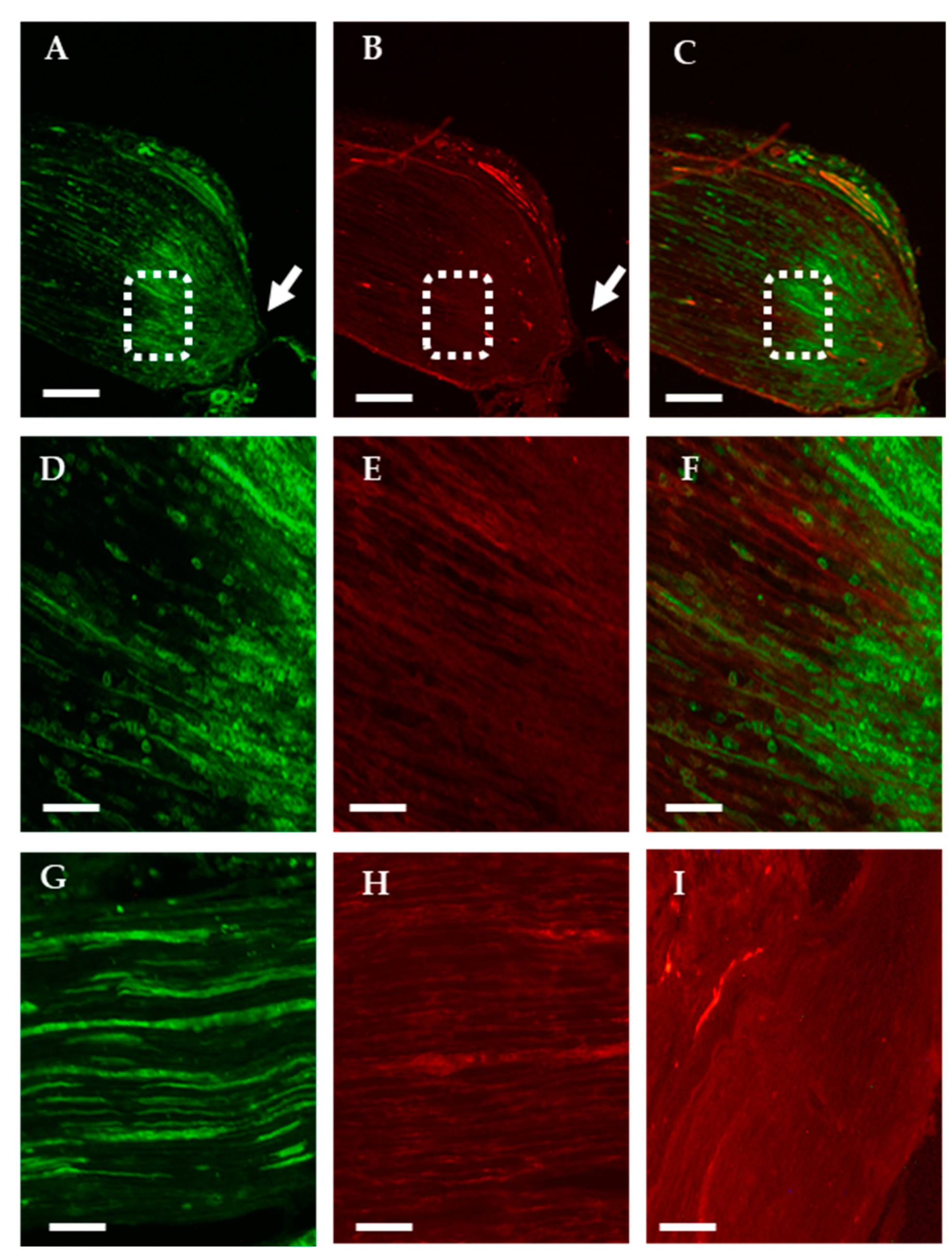 Ijms 25 00007 g001 Ijms 25 00007 g001