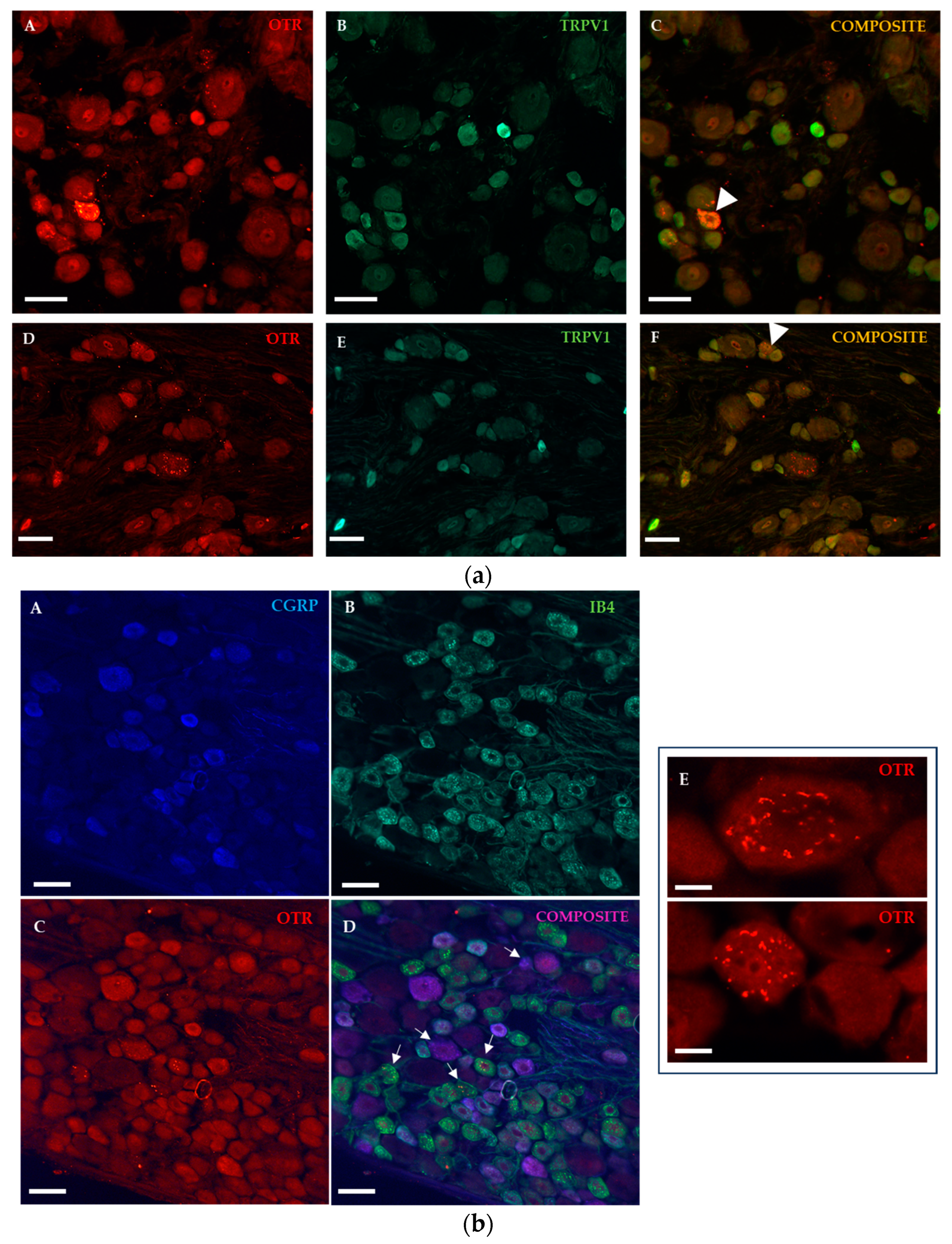 Ijms 25 00007 g003 Ijms 25 00007 g003