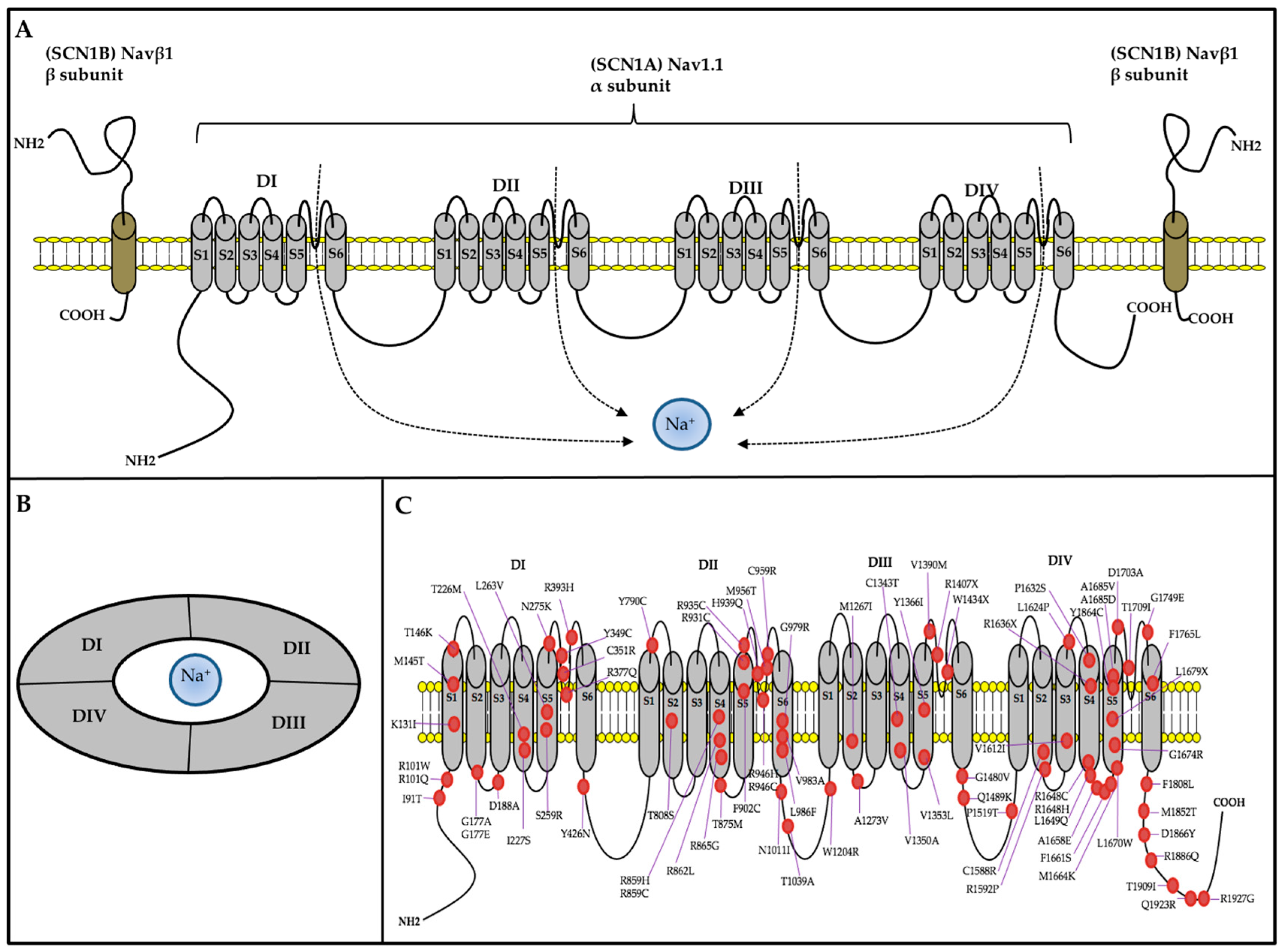 Clinical and Genetic Features of Dravet Syndrome: A Prime
