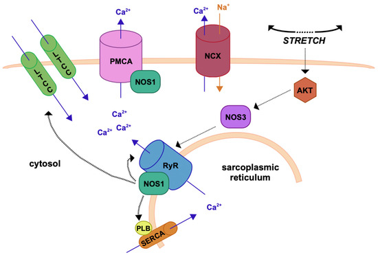 Modulating NO–GC Pathway in Pulmonary Arterial Hypertension