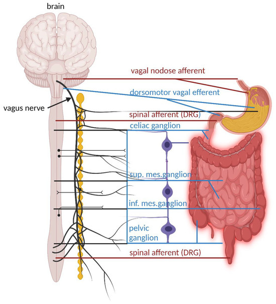 The enteric nervous system (ENS) is a vast network of neurons embedded in the lining of the gastrointestinal (GI) tract, stretching from the esophagus to the rectum. Often called the "second brain," the ENS is a major division of the autonomic nervous system and is uniquely capable of controlling digestive functions independently of the central nervous system (CNS)145.