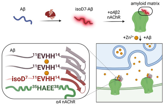 Switching On/Off Amyloid Plaque Formation in Transgenic