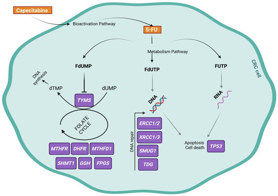 Role of Single-Nucleotide Polymorphisms in Genes Implicated in 