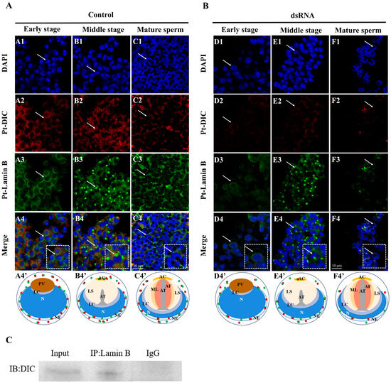 The Functions of Pt-DIC and Pt-Lamin B in Spermatogenesis of