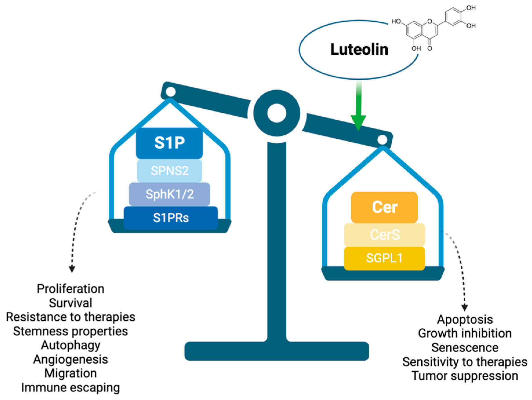 IJMS Free FullText Role of Luteolin as Potential New Therapeutic