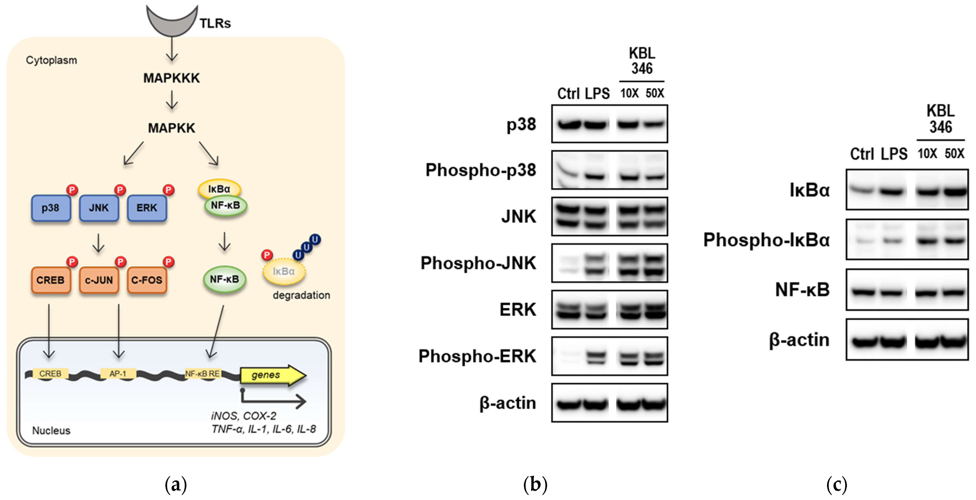 Ijms 25 00141 g004 Ijms 25 00141 g004