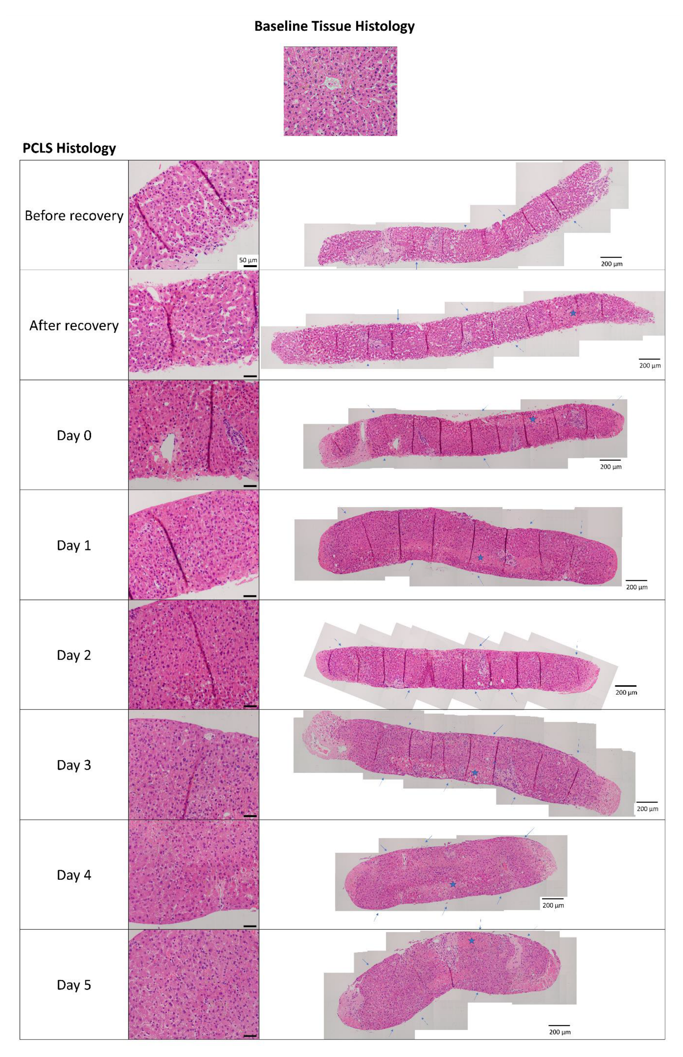 Ijms 25 00150 g002 Ijms 25 00150 g002