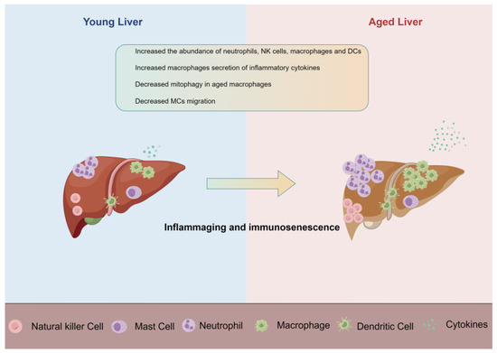 Overview of Innate Immune Cell Landscape in Liver Aging