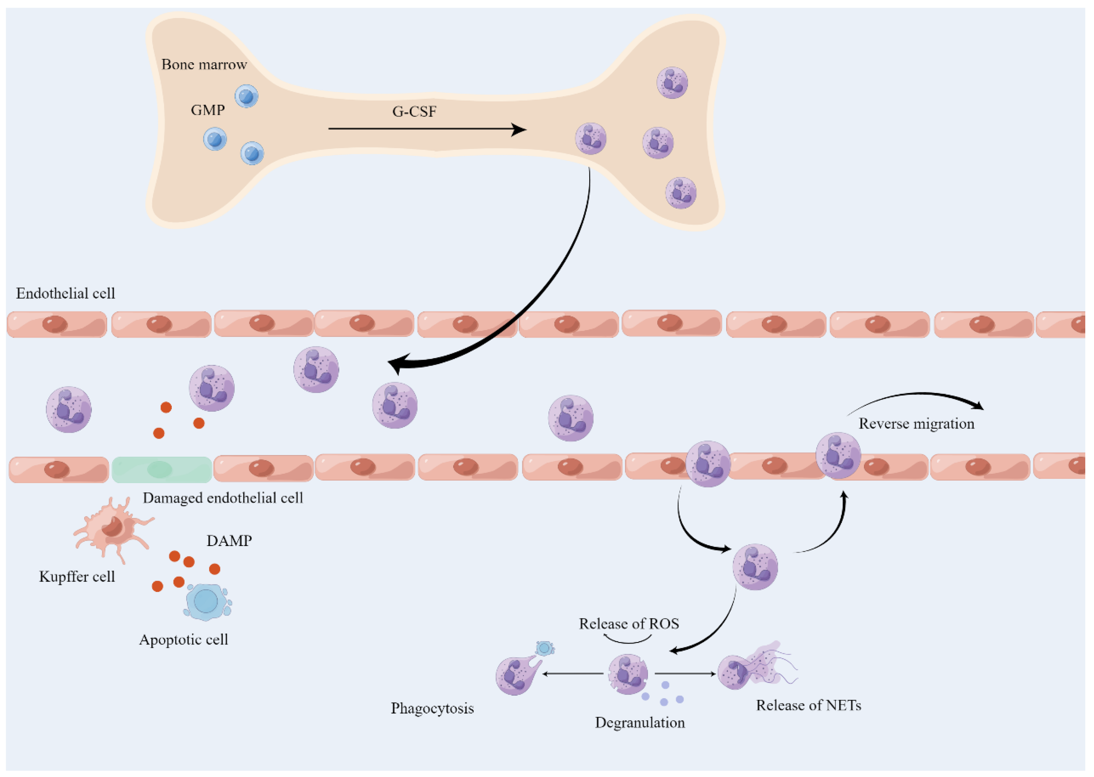 Ijms 25 00181 g002 Ijms 25 00181 g002