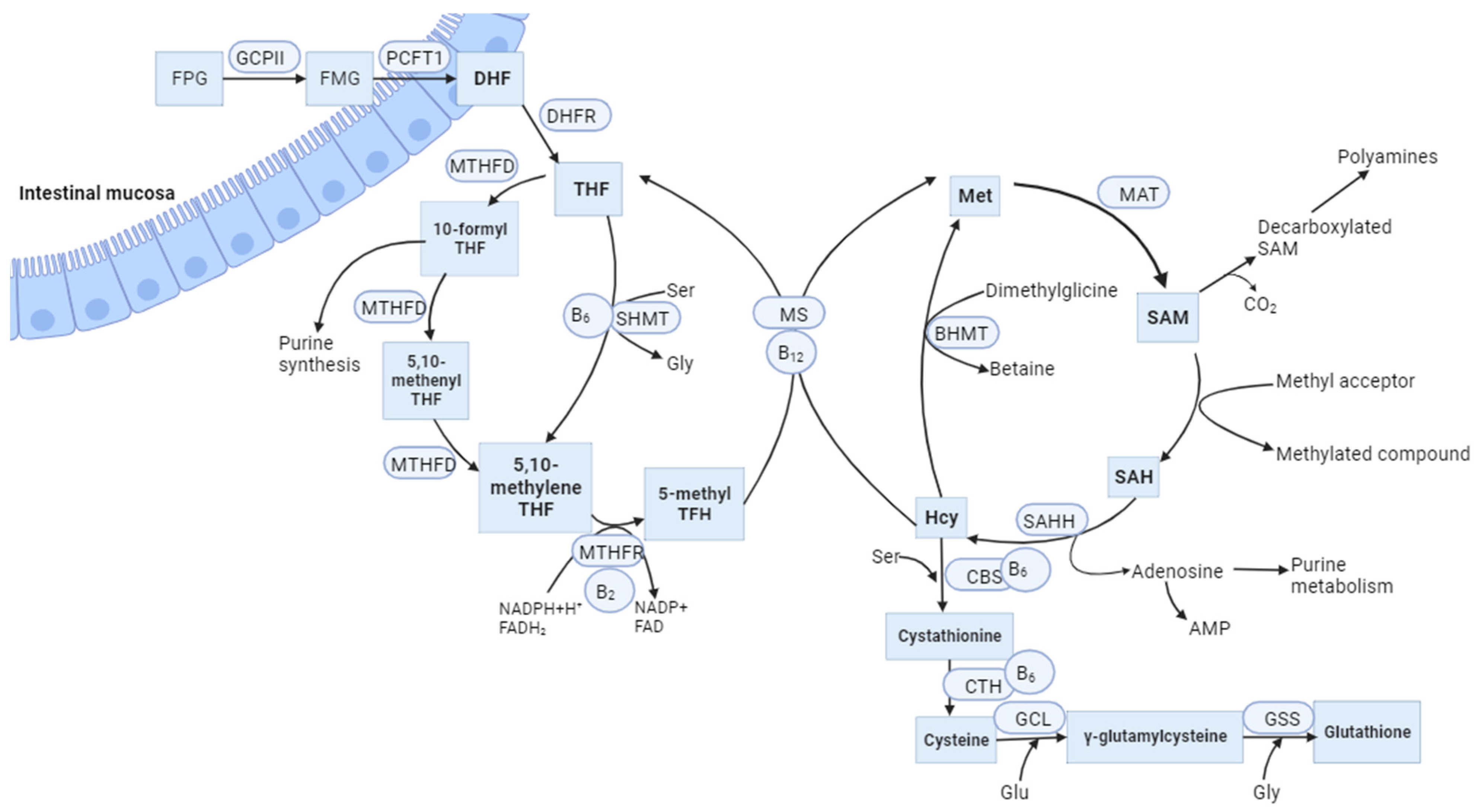 Ijms 25 00193 g001 Ijms 25 00193 g001