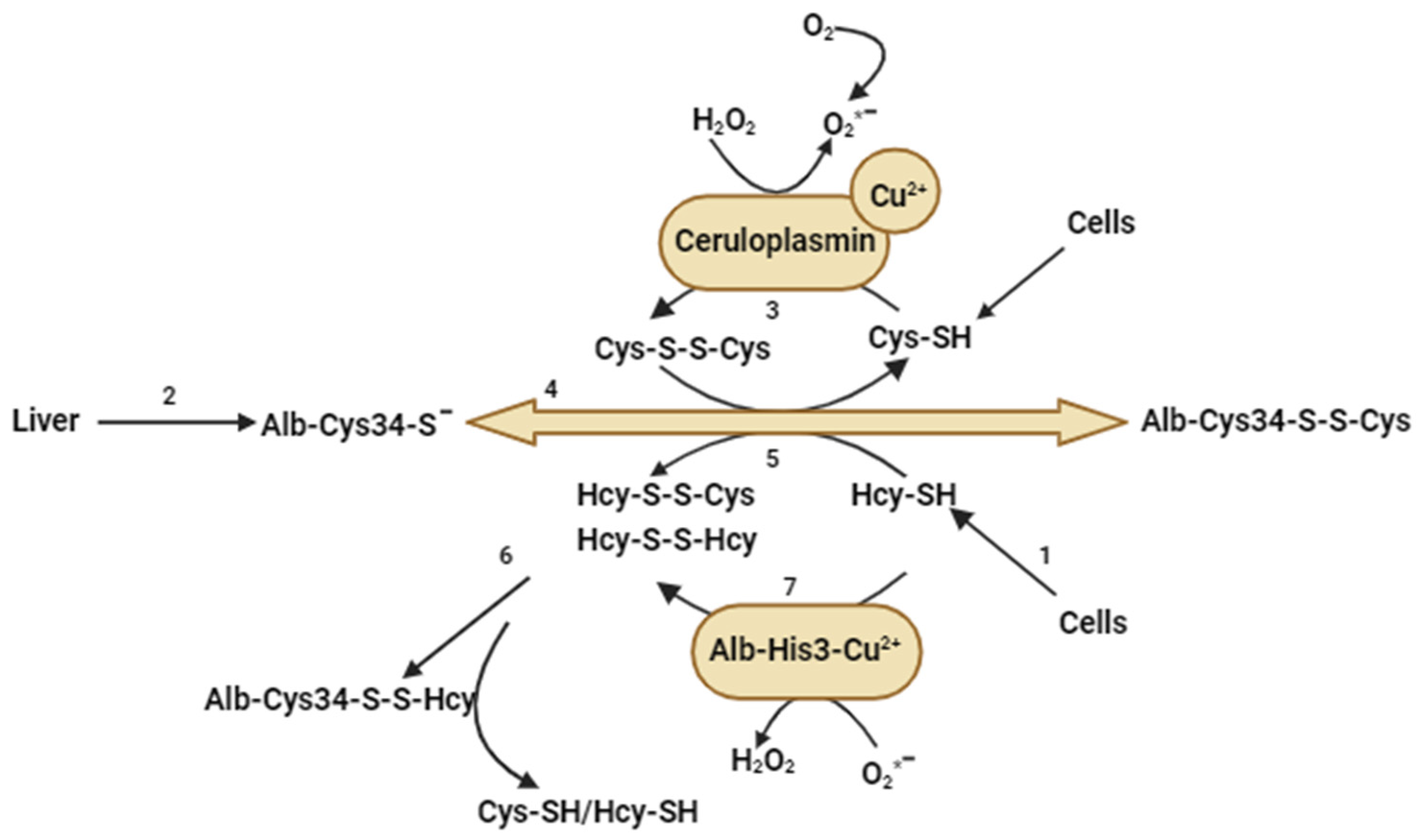 Ijms 25 00193 g004 Ijms 25 00193 g004
