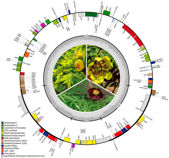 Complete Chloroplast Genomes and the Phylogenetic Analysis