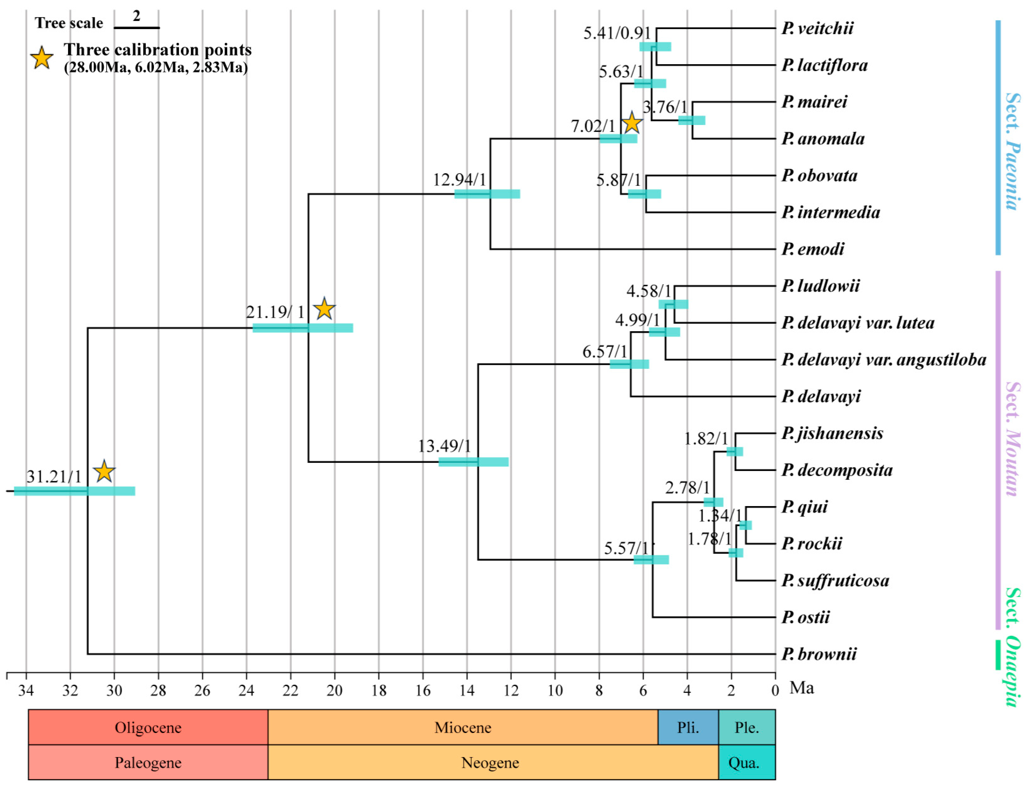 IJMS | Free Full-Text | Complete Chloroplast Genomes and the ...