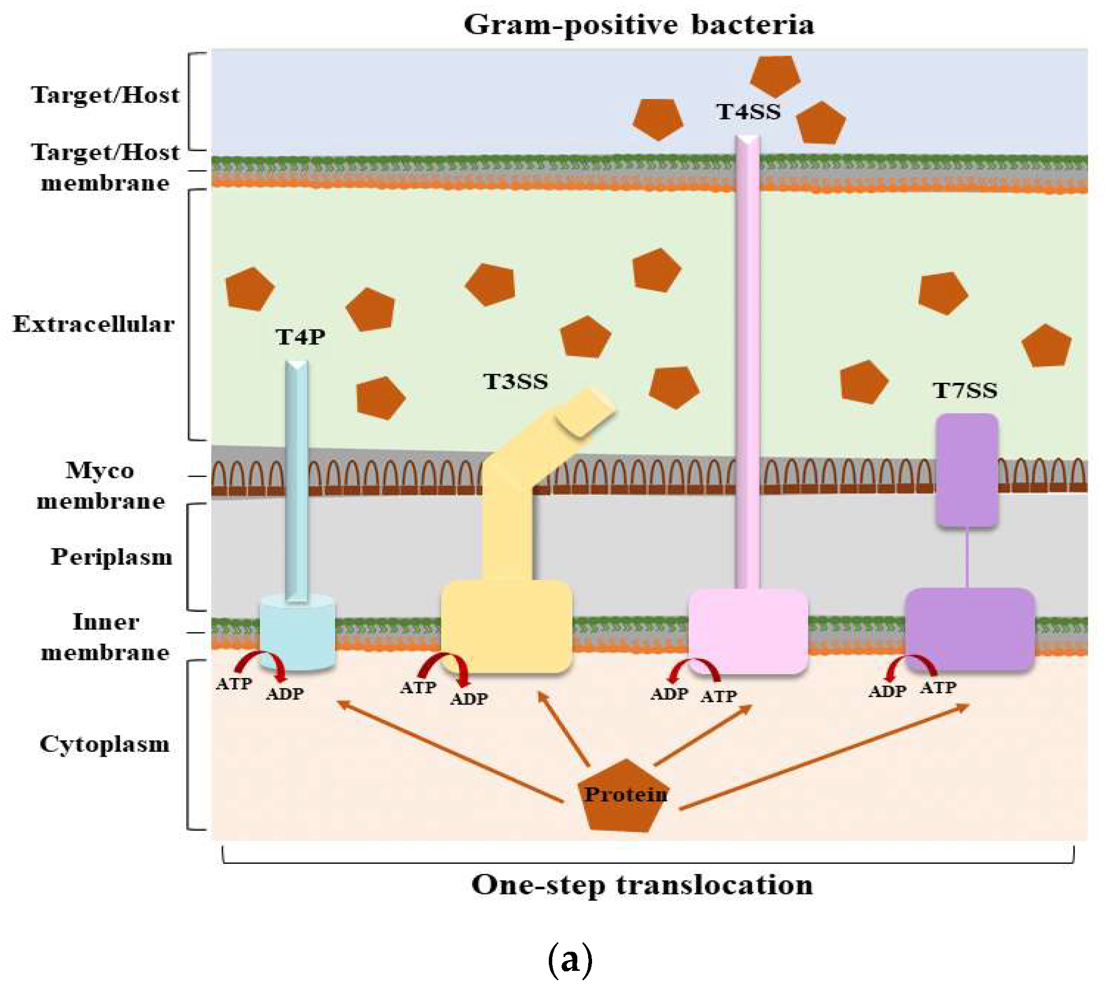 Ijms 25 00281 g001a Ijms 25 00281 g001a