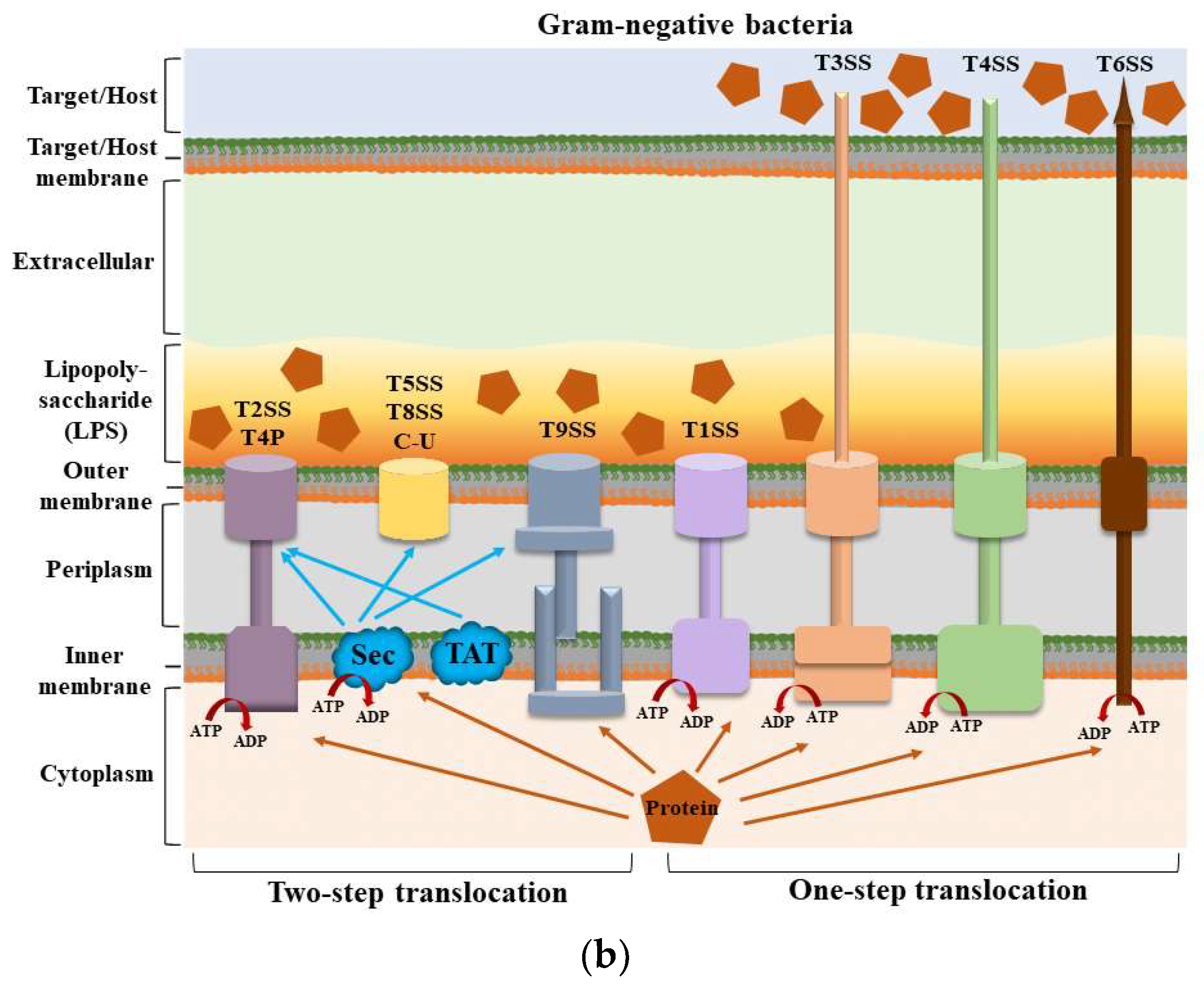 Ijms 25 00281 g001b Ijms 25 00281 g001b