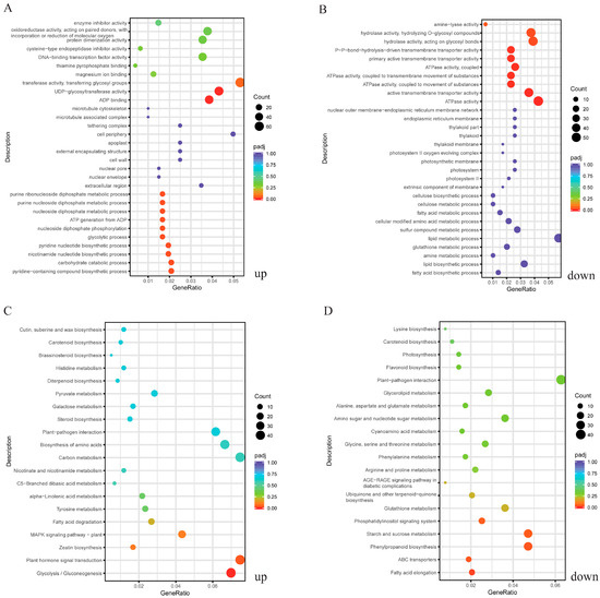 Transcriptomic and Metabolomic Profiling Reveals the