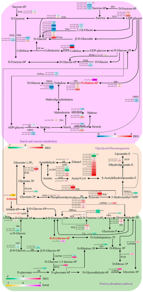 Transcriptomic and Metabolomic Profiling Reveals the Variations in