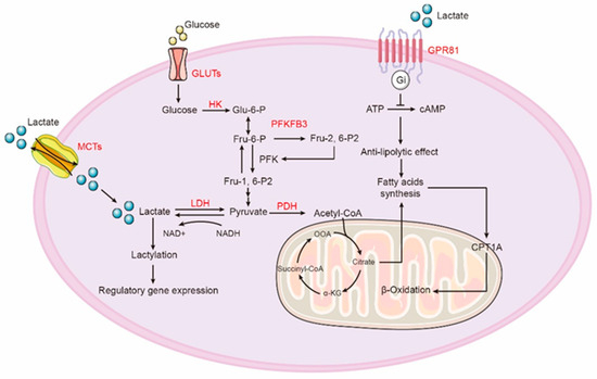 Glycolysis Reprogramming in Idiopathic Pulmonary Fibrosis 