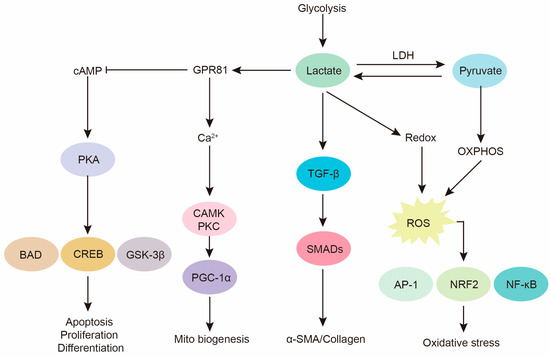 Glycolysis Reprogramming in Idiopathic Pulmonary Fibrosis 