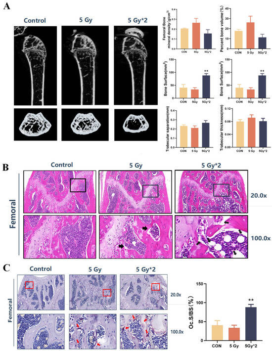Delayed Reaction of Radiation on the Central Nervous System and Bone ...