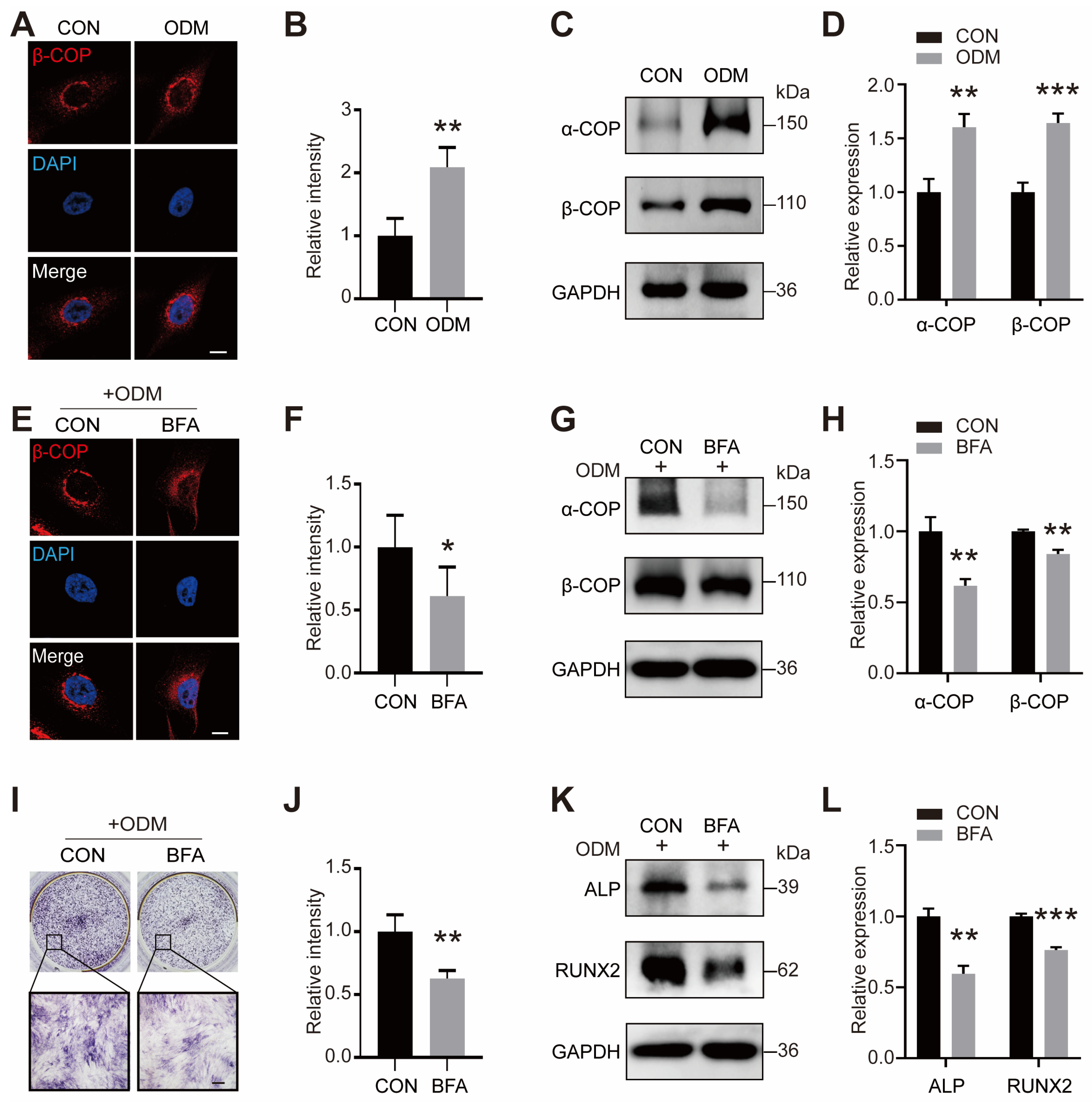 Ijms 25 00339 g002 Ijms 25 00339 g002