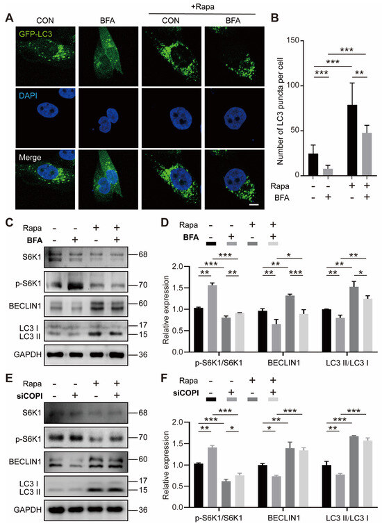 COPI Vesicle Disruption Inhibits Mineralization via mTORC1