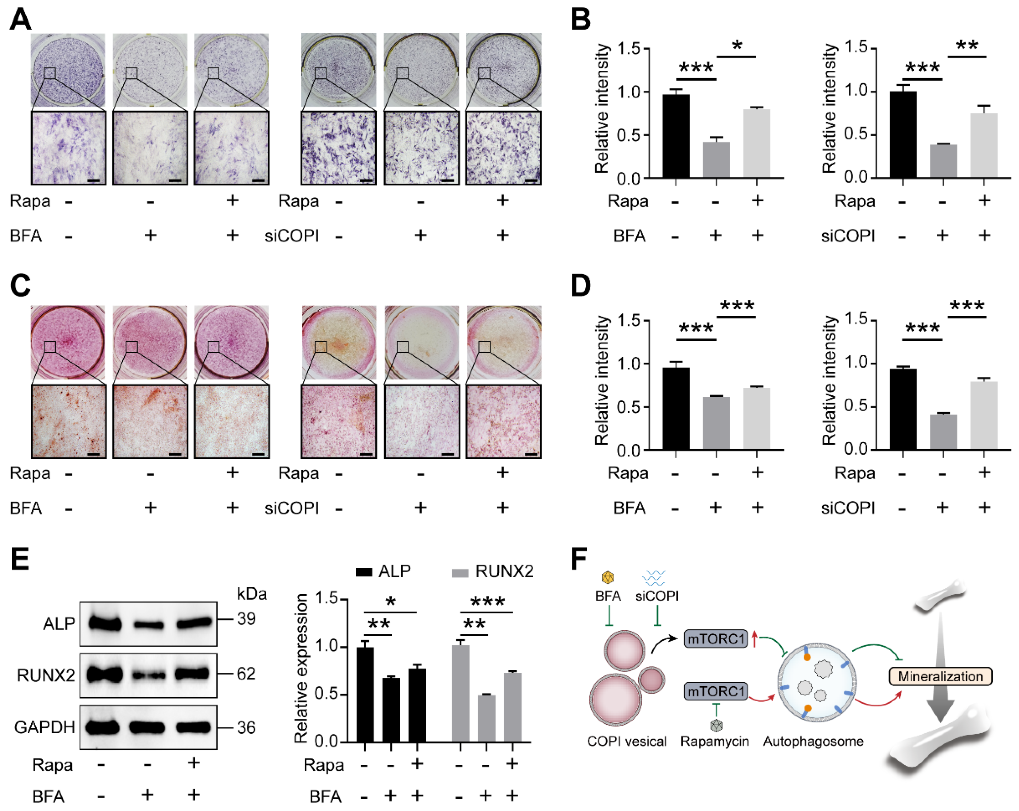 Ijms 25 00339 g005 Ijms 25 00339 g005