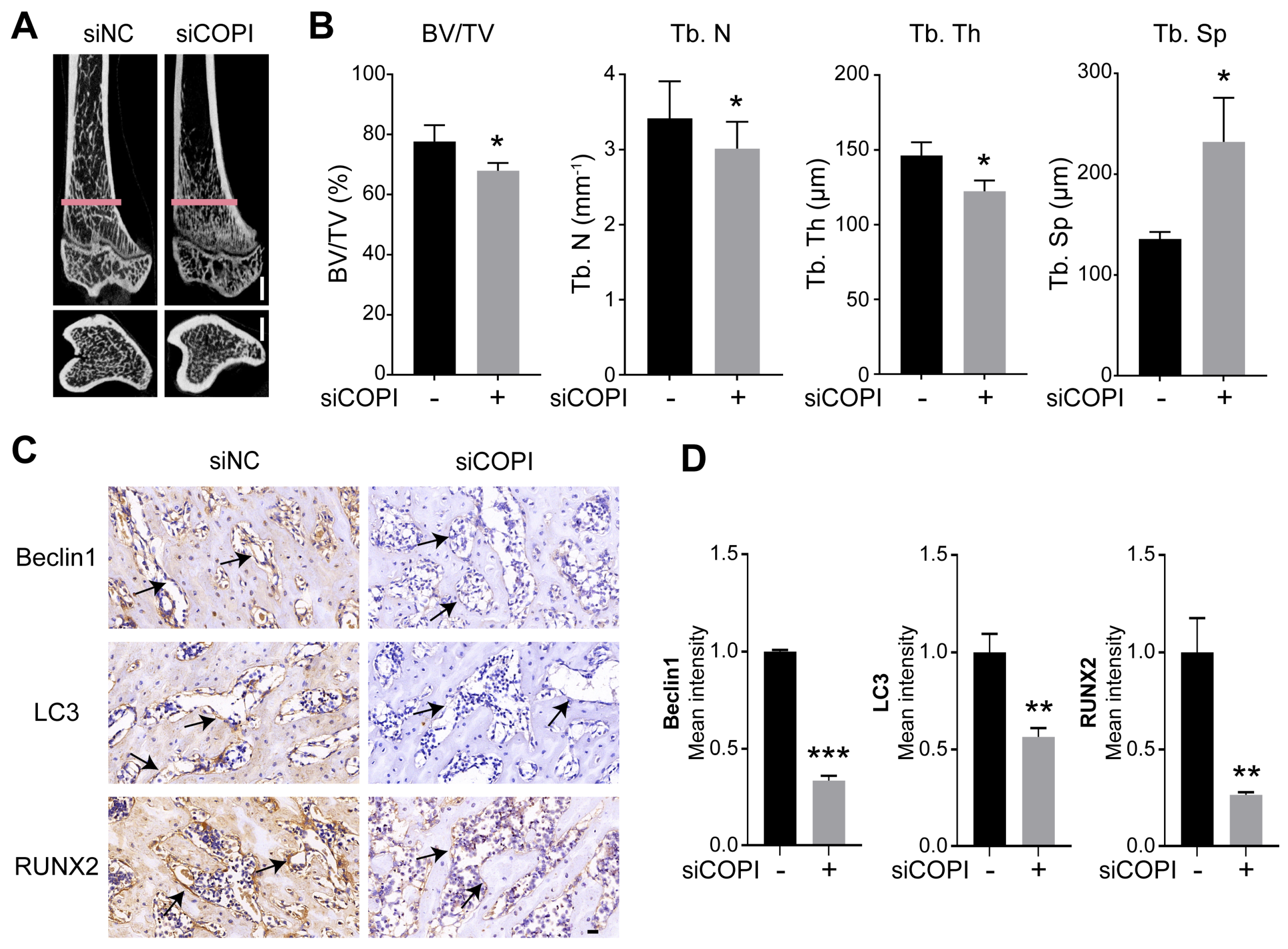 Ijms 25 00339 g006 Ijms 25 00339 g006