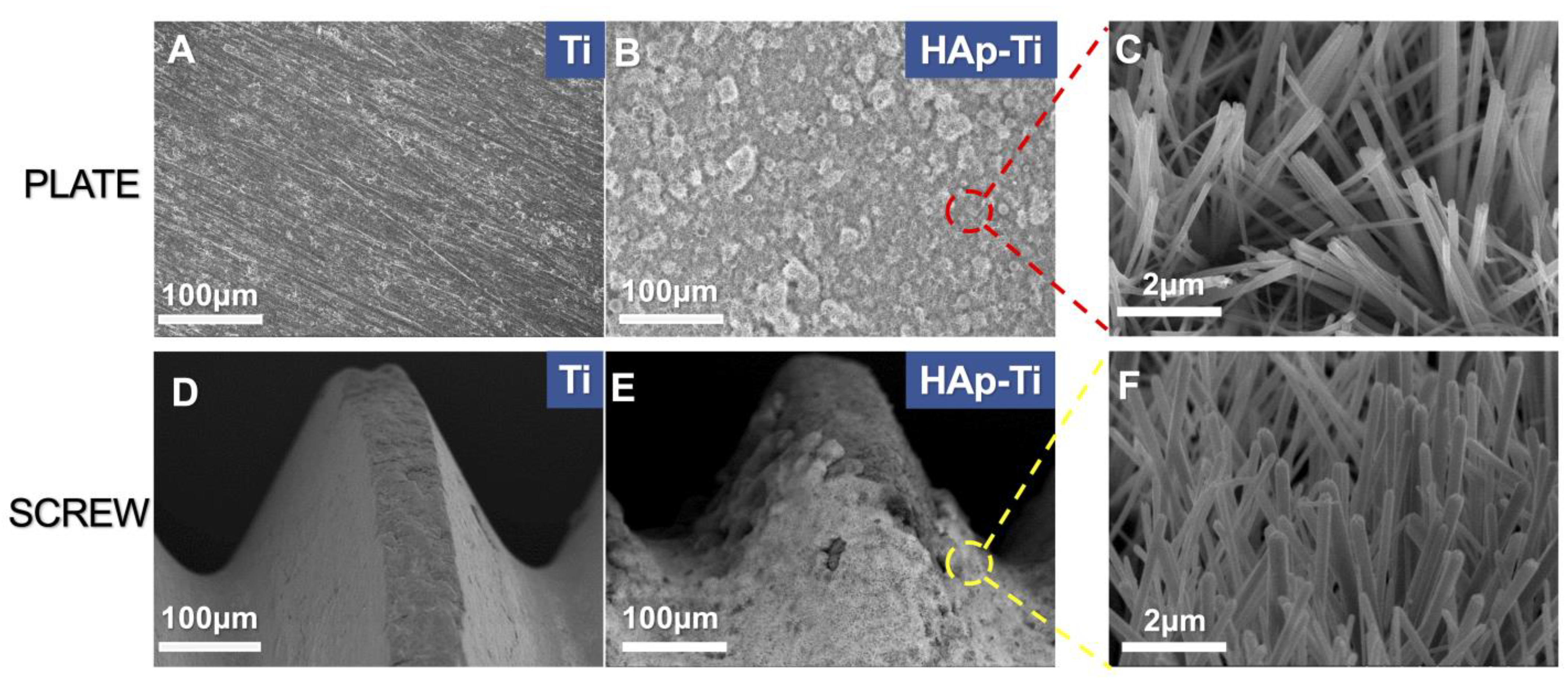 Ijms 25 00349 g001 Ijms 25 00349 g001