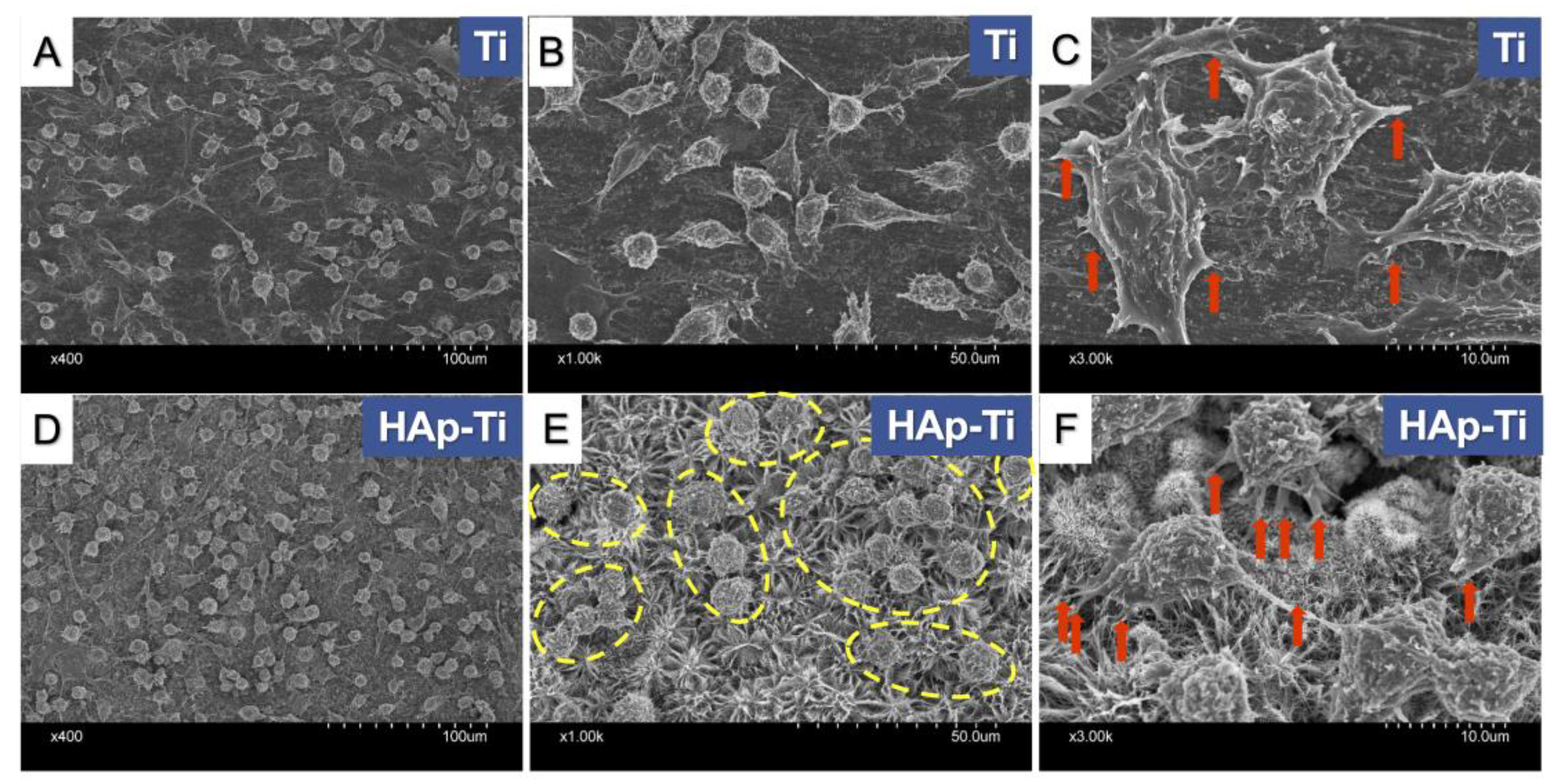 Ijms 25 00349 g005 Ijms 25 00349 g005