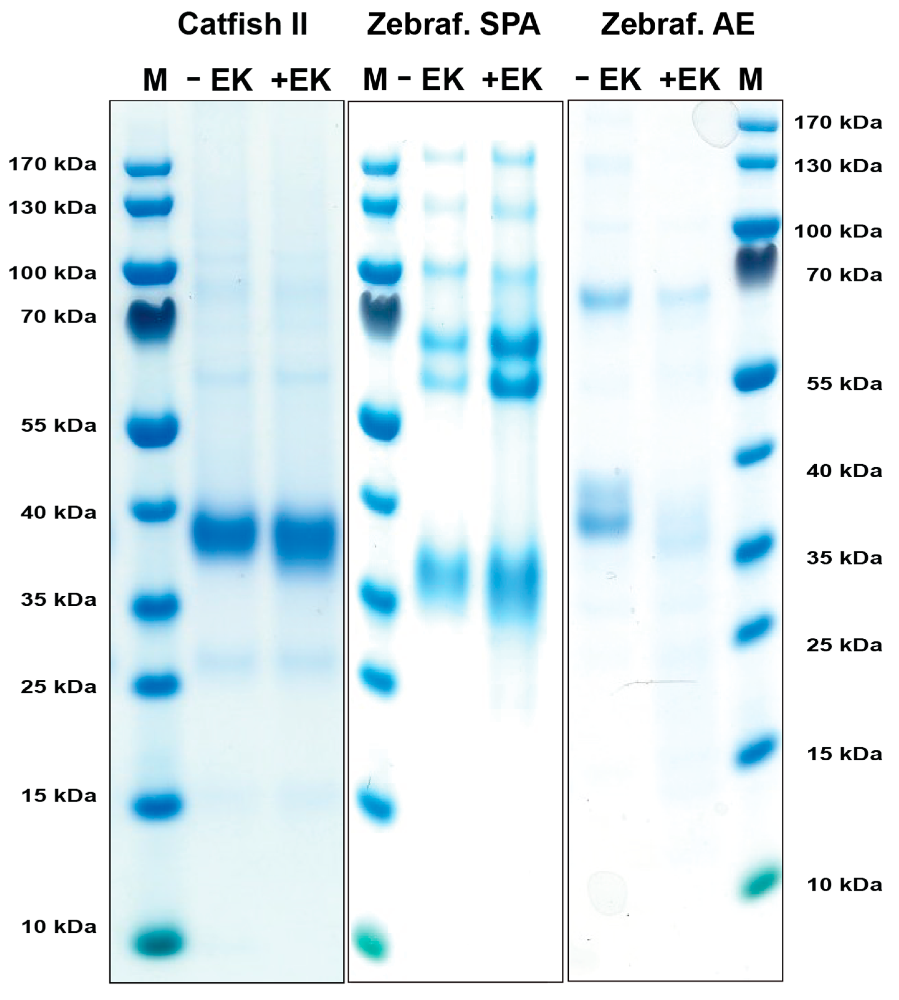 Ijms 25 00356 g002 Ijms 25 00356 g002