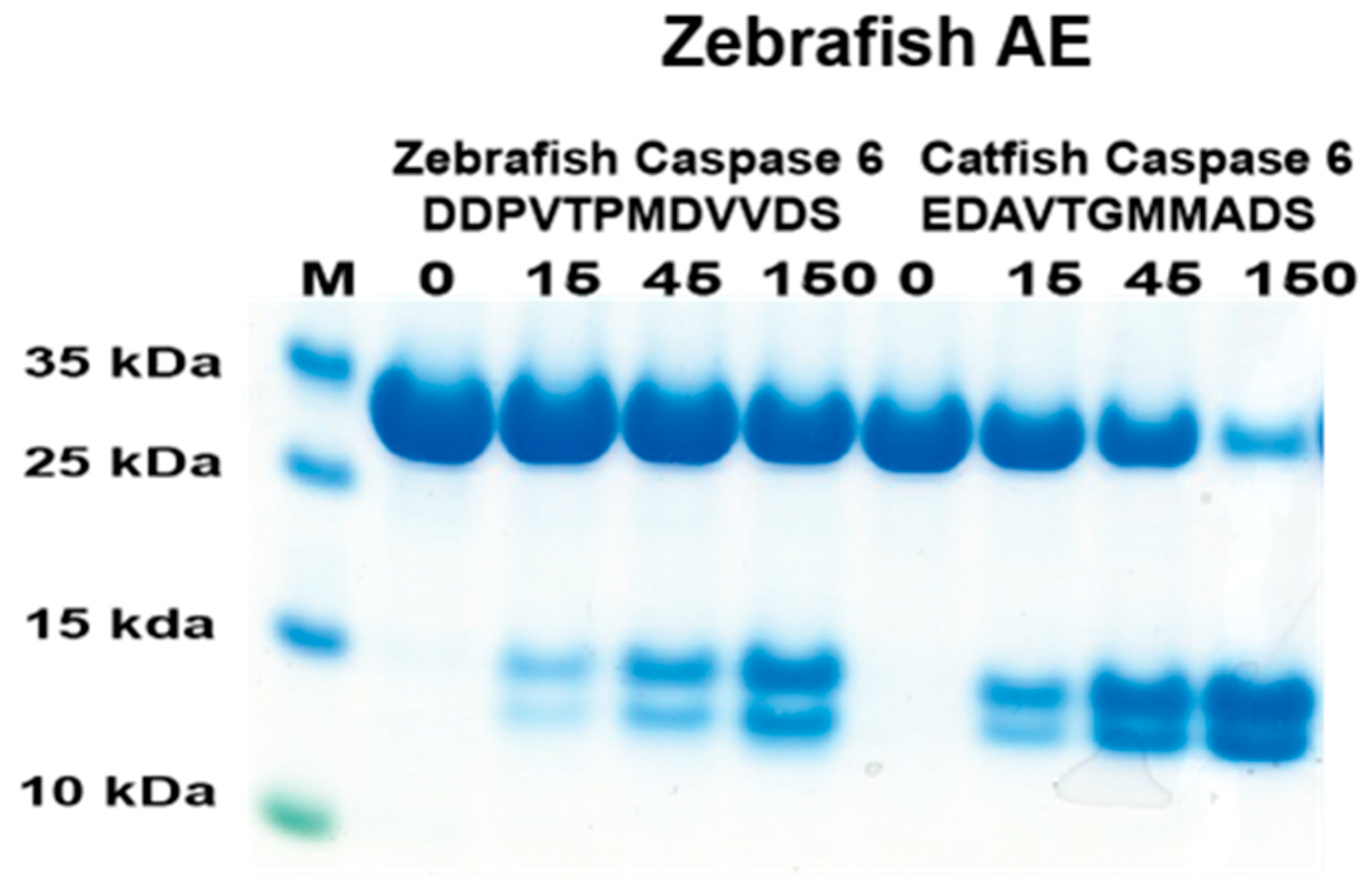 Ijms 25 00356 g007 Ijms 25 00356 g007