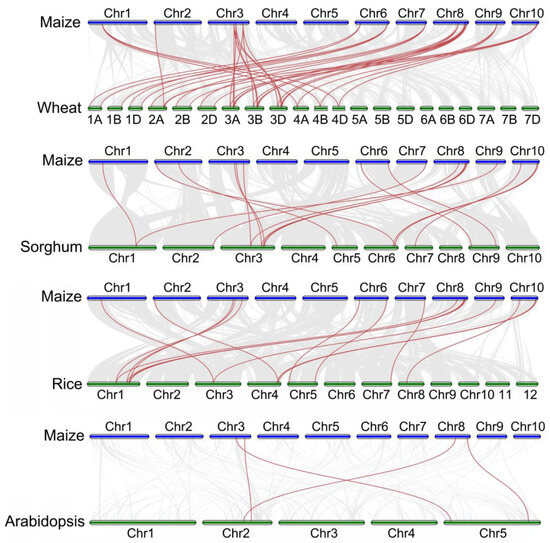 A Comprehensive Identification and Expression Analysis of