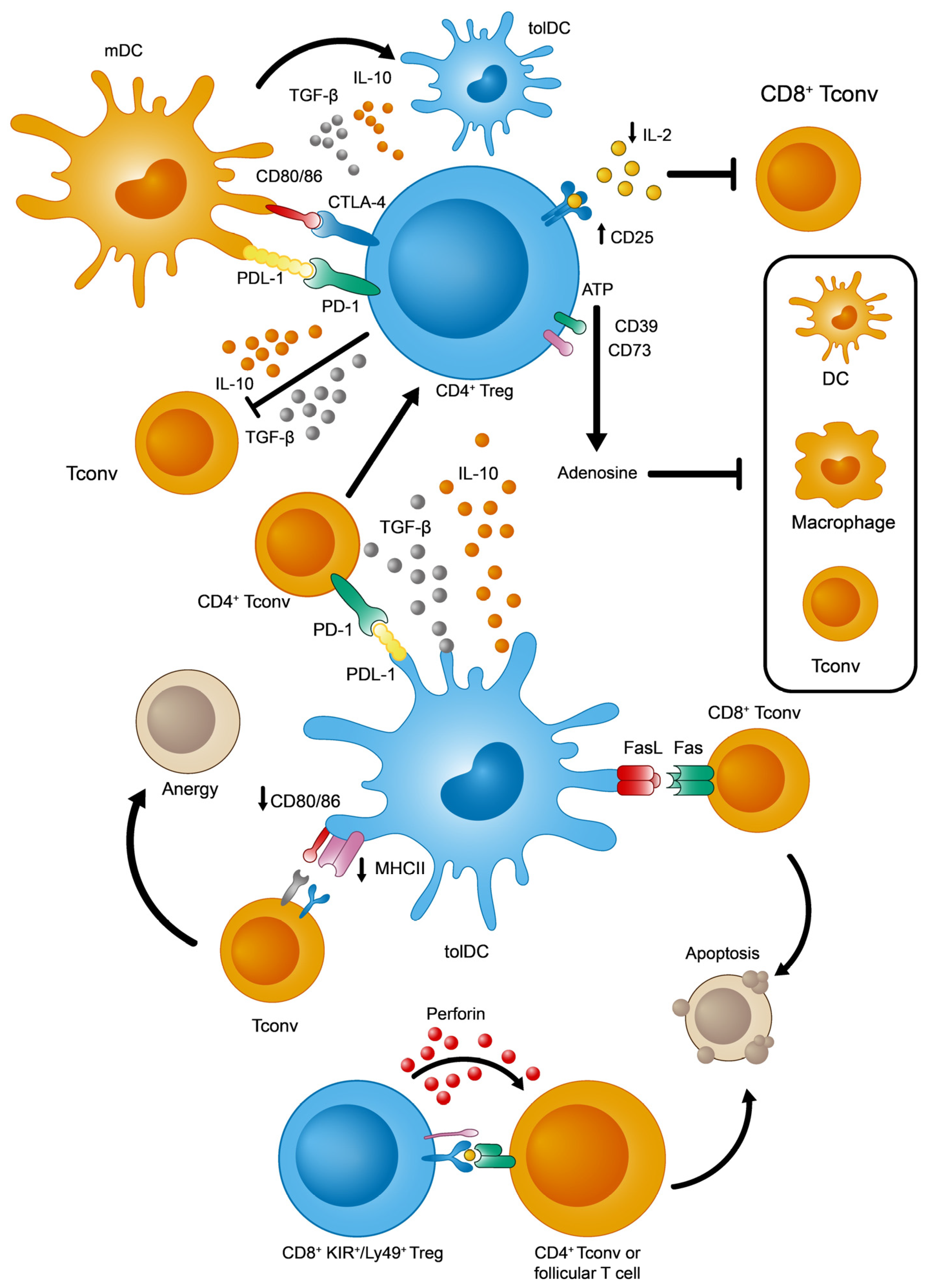 Ijms 25 00452 g002 Ijms 25 00452 g002