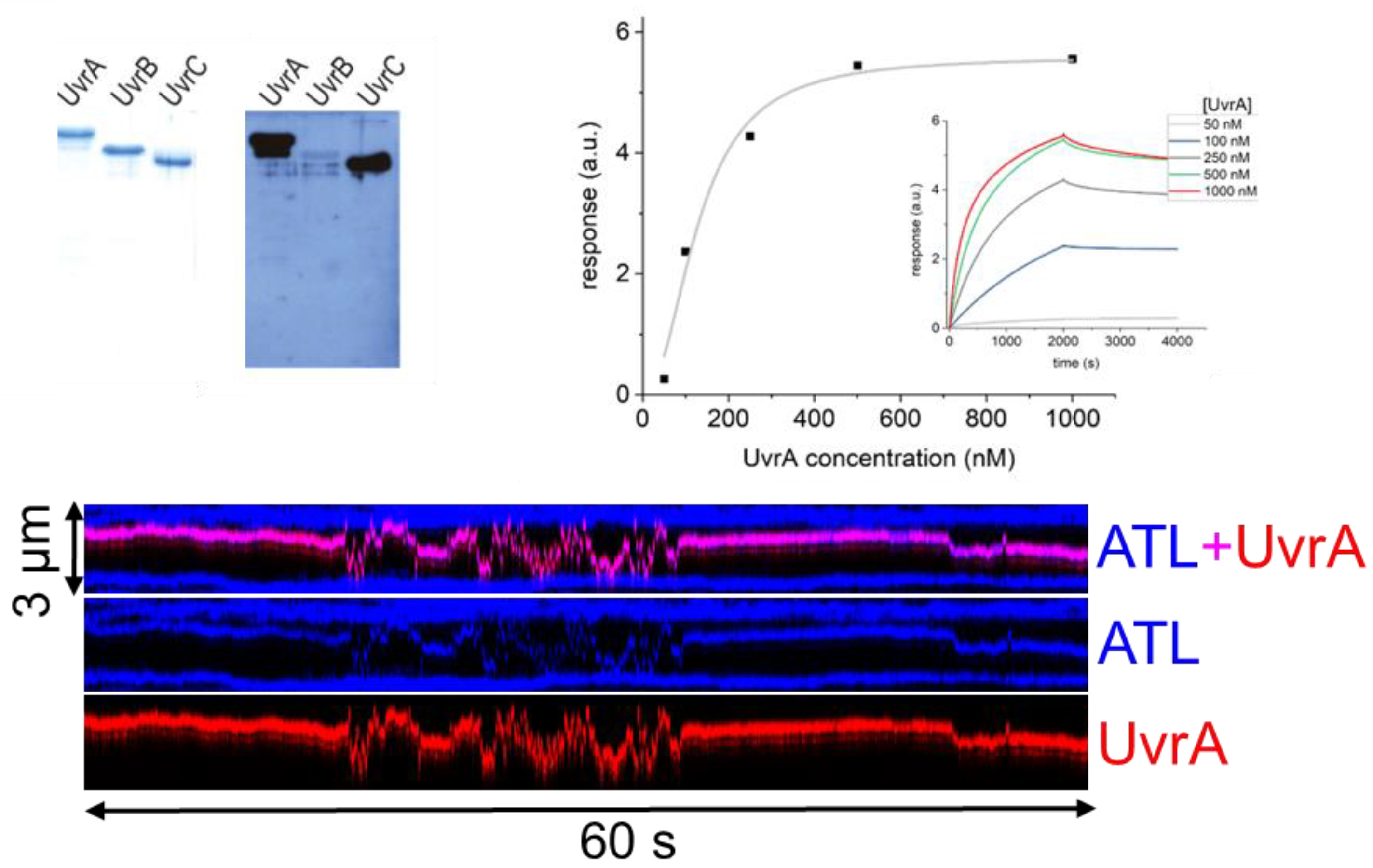 Ijms 25 00463 g011 Ijms 25 00463 g011