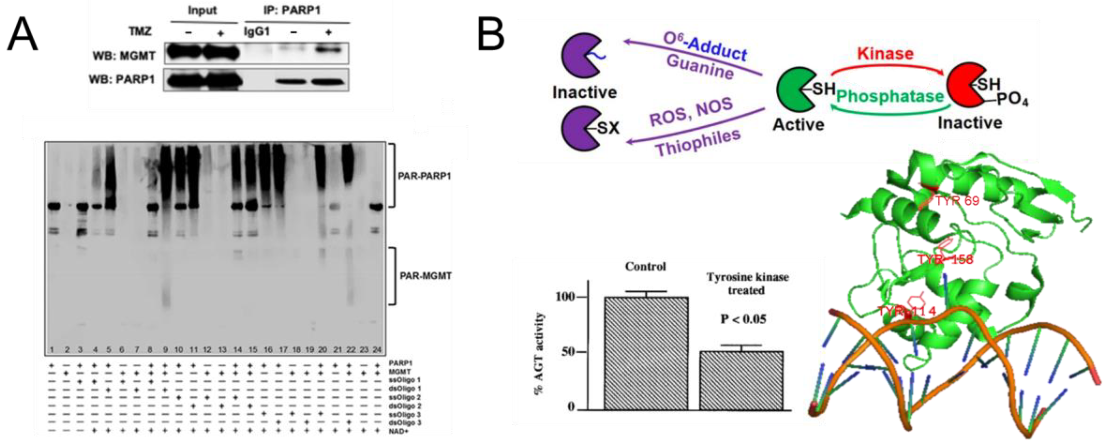 Ijms 25 00463 g012 Ijms 25 00463 g012