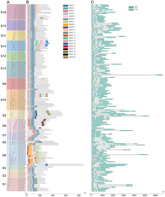 Genome-Wide Analysis of MYB Genes in Primulina eburnea (Hance) and ...