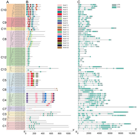 Genome-Wide Analysis of MYB Genes in Primulina eburnea (Hance) and ...