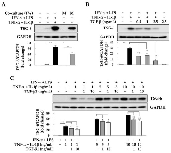 Role of TGF-β and p38 MAPK in TSG-6 Expression in Adipose